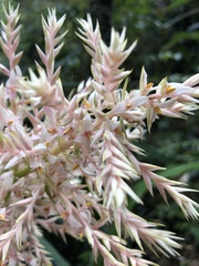 Helmholtzia glaberrima