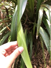 Helmholtzia glaberrima