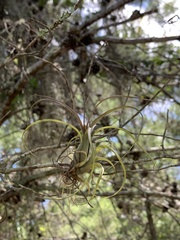 Tillandsia balbisiana