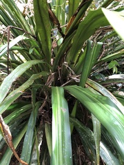 Helmholtzia glaberrima