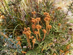 Gleichenia alpina