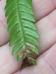 Phytoliriomyza tearohensis