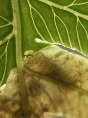 Phytoliriomyza tearohensis