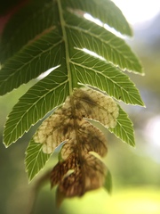 Phytoliriomyza tearohensis