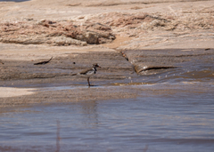 Charadrius tricollaris