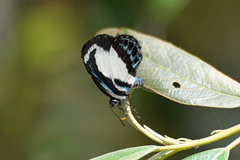 Psychonotis caelius