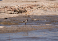 Charadrius tricollaris