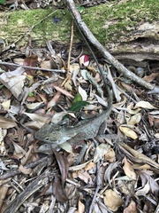 Lophosaurus spinipes