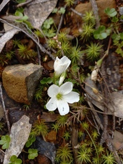 Oxalis magellanica