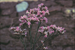 Limonium vulgare