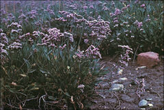 Limonium vulgare
