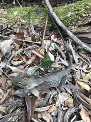 Lophosaurus spinipes