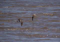 Charadrius tricollaris