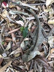 Lophosaurus spinipes