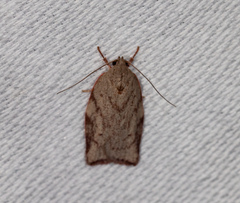 Euchaetis inceptella