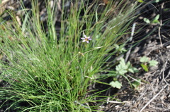 Sisyrinchium chilense
