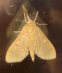 Herpetogramma