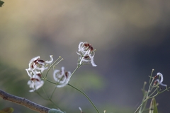 Clematis terniflora