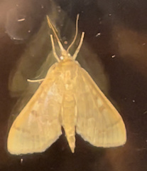 Herpetogramma