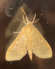 Herpetogramma