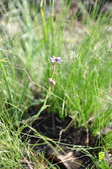 Sisyrinchium chilense