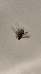 Metasyrphus