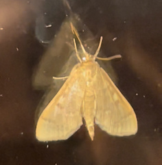 Herpetogramma