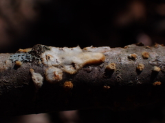Steccherinaceae