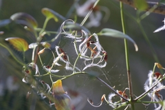 Clematis terniflora