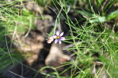 Sisyrinchium chilense