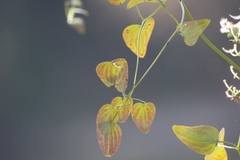 Clematis terniflora