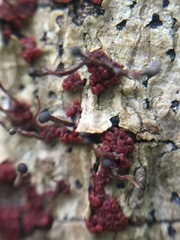 Nectriaceae