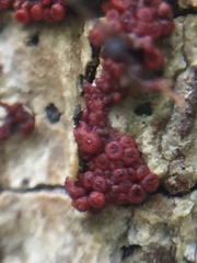 Nectriaceae