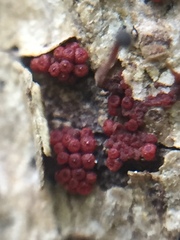 Nectriaceae
