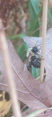 Bombus impatiens