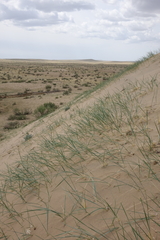 Leymus racemosus