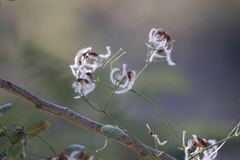 Clematis terniflora