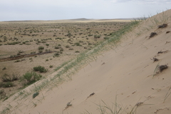 Leymus racemosus