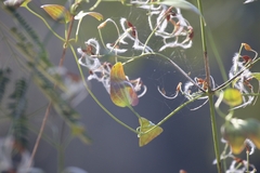 Clematis terniflora