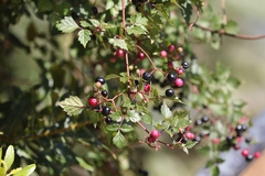 Nekemias arborea