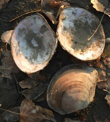 Utterbackiana suborbiculata