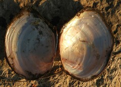 Utterbackiana suborbiculata