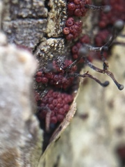 Nectriaceae