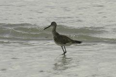 Tringa semipalmata semipalmata
