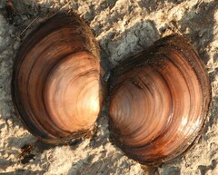 Utterbackiana suborbiculata