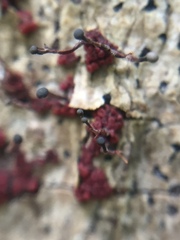 Nectriaceae