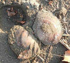 Utterbackiana suborbiculata