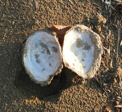 Utterbackiana suborbiculata