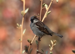 Passer domesticus