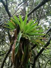 Tillandsia complanata